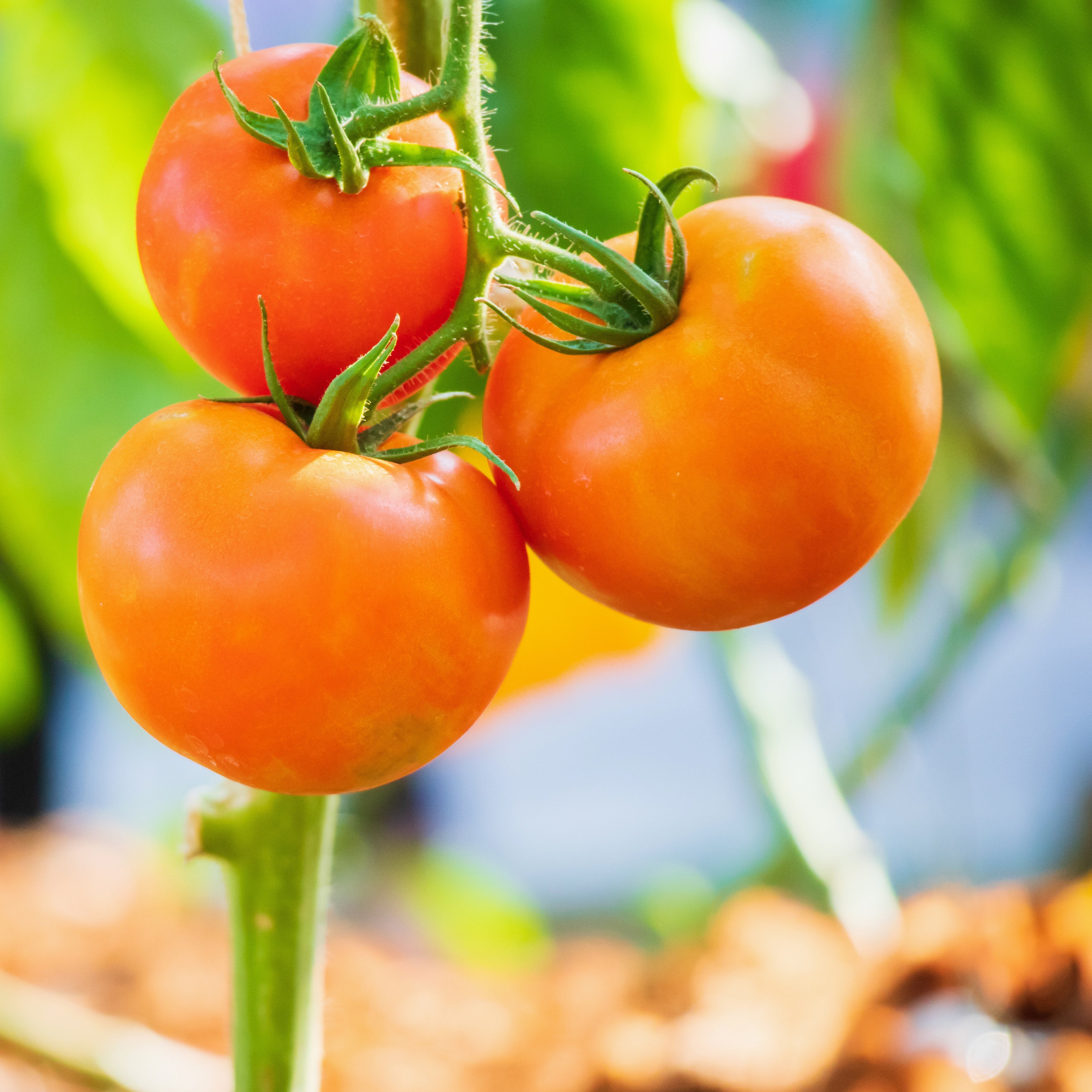 Tomato様 フォロワー引き対応 Tomatoes - 10 plants (tax-deductible) | ZimAID